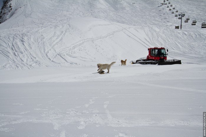Собака на сноуборде
