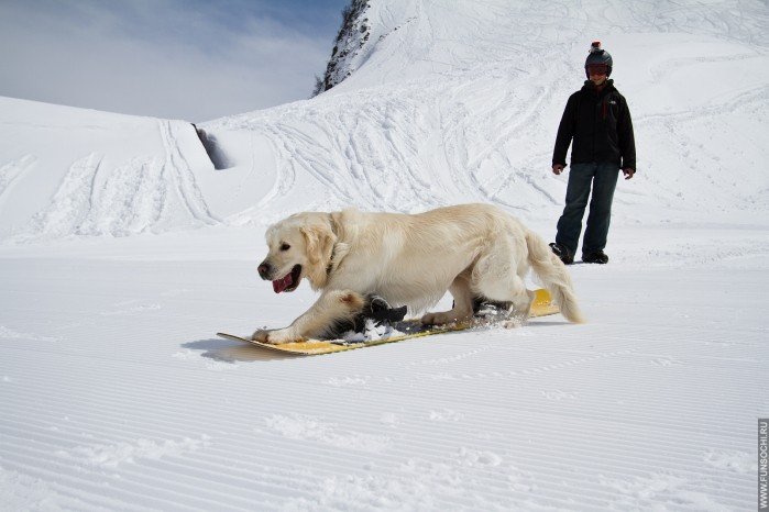 Собака на сноуборде в горах