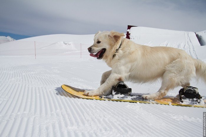 Собака катается на сноуборде в Красной Поляне