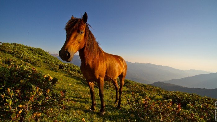 Конь в горах Красная Поляна