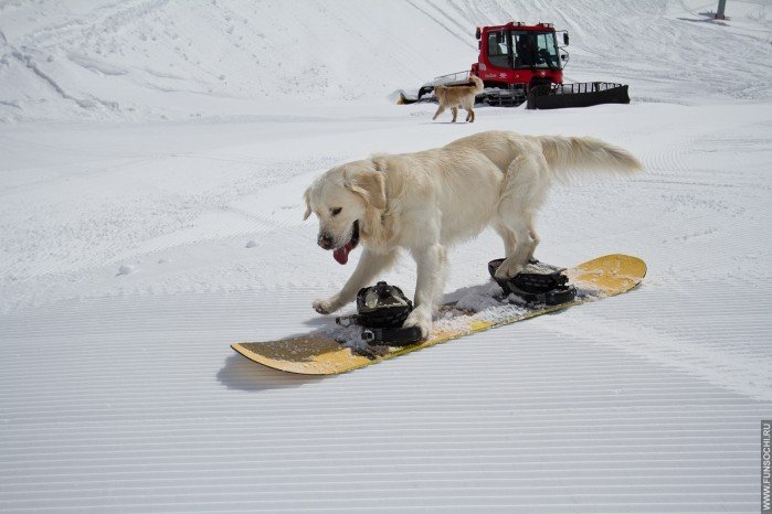 Собака едет на сноуборде