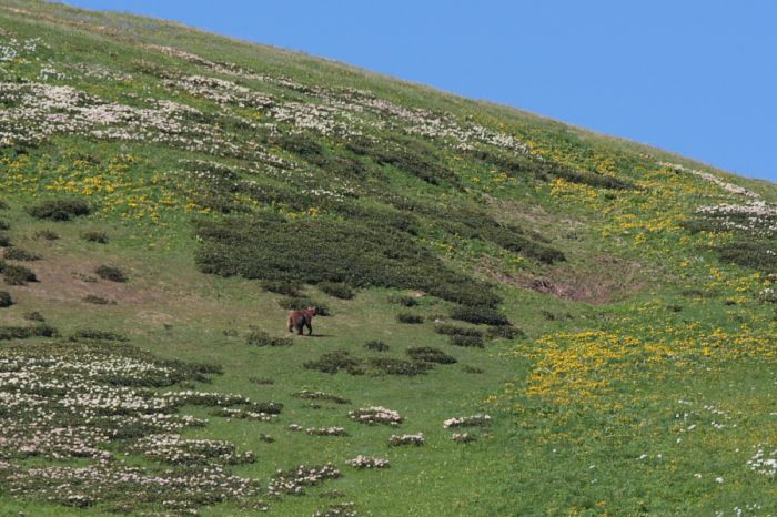 Медведь на склоне горы Ятыргварта