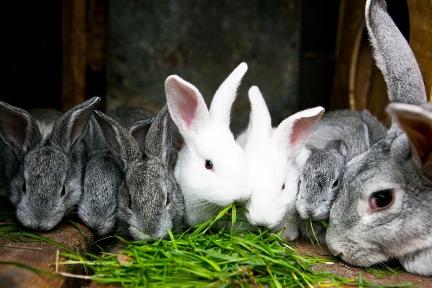 Кроликам можно клубнику. Кролики. Кролик фото. Крольчата. Кролиководство.