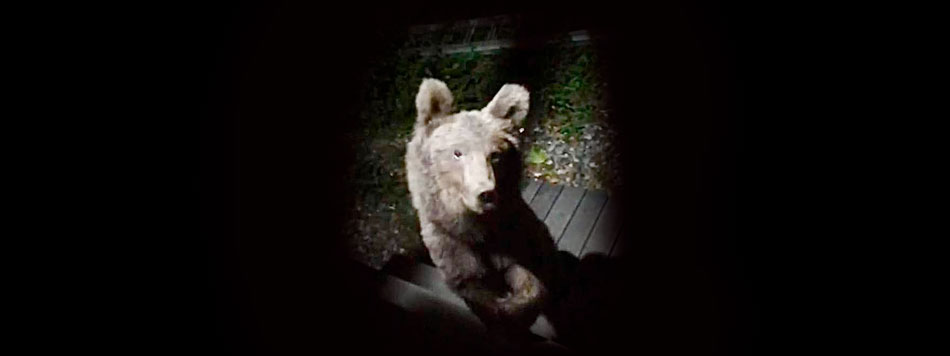 Медведи в Красной Поляне