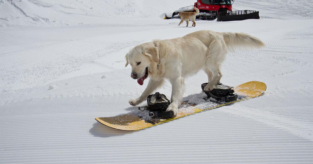 собака на сноуборде